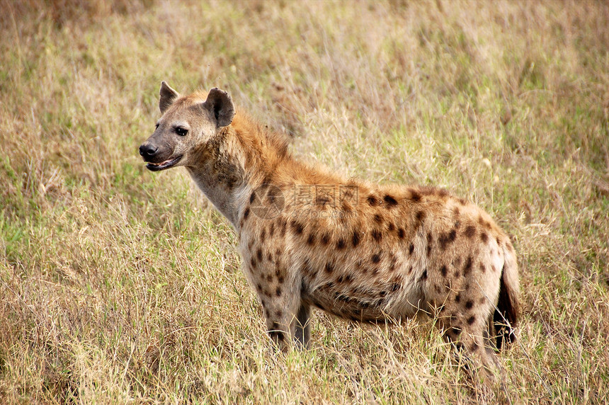 坦桑尼亚国家公园的Hyena陨石荒野食肉饮食宠物旅行火山口地平线热带哺乳动物图片