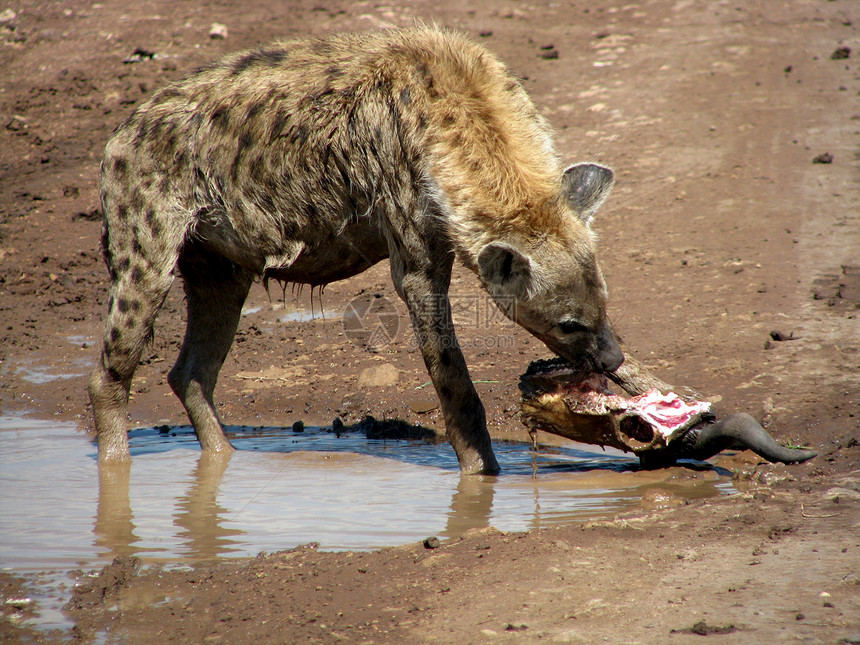 坦桑尼亚国家公园的Hyena热带野生动物地点荒野羚羊陨石观赏食肉犬类风景图片
