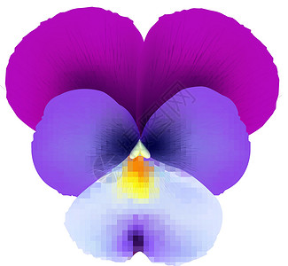三色堇花期兵团深度设计紫色花头宏观花期中提琴横幅蓝色花艺插画