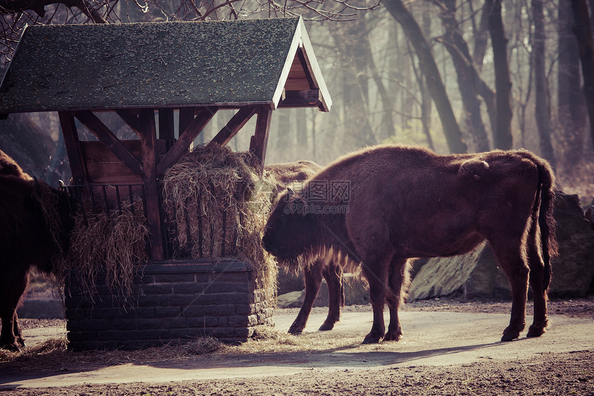 国家公园的野牛群水牛荒野动物食草森林吸引力地标哺乳动物世界公园图片