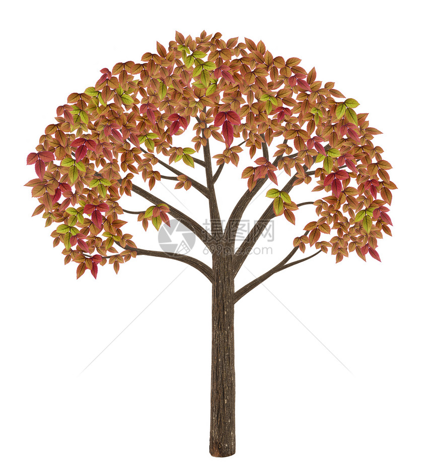 白色上隔绝的高品质秋树树叶橙子红色叶子黄色季节季节性风景图片