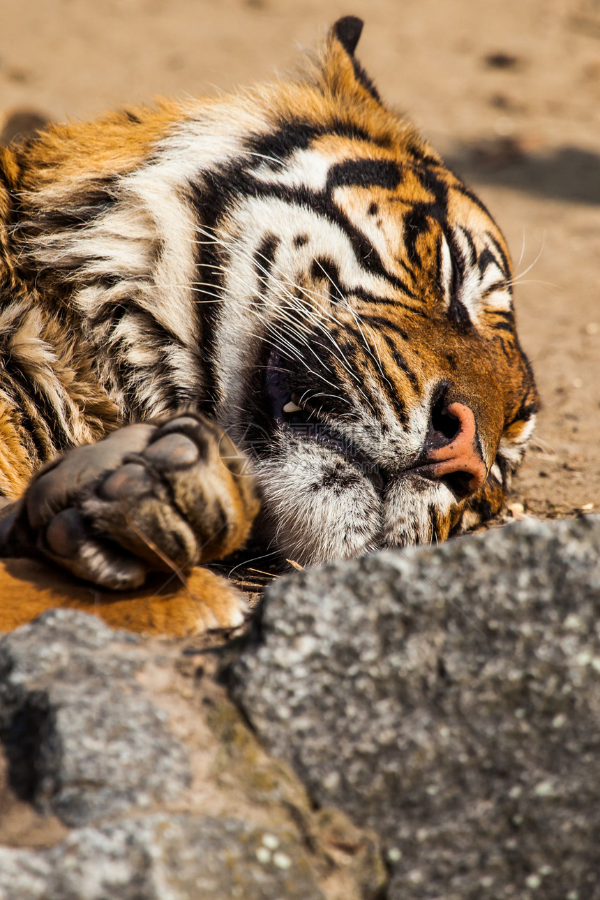 老虎特写纵向婴儿野生动物毛皮危险哺乳动物野猫橙子猫科动物动物园图片