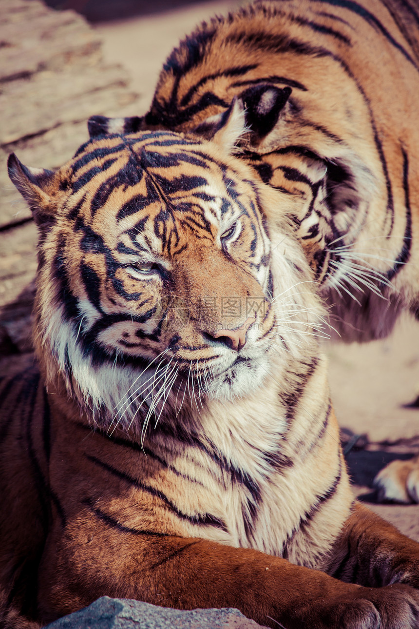 老虎特写纵向条纹荒野打猎猫科哺乳动物危险野生动物橙子毛皮动物园图片