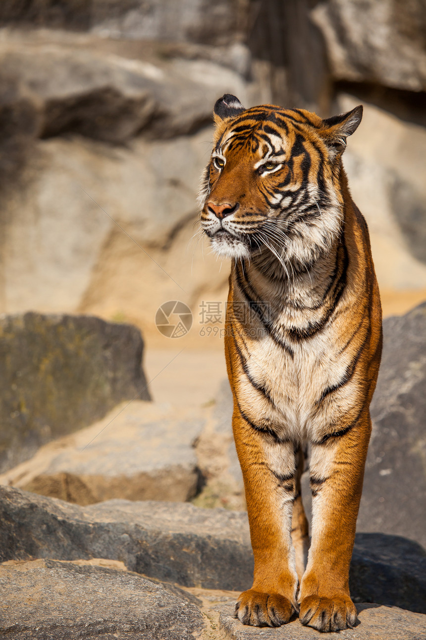 老虎特写纵向婴儿猫科动物野生动物橙子食肉危险打猎动物园丛林图片