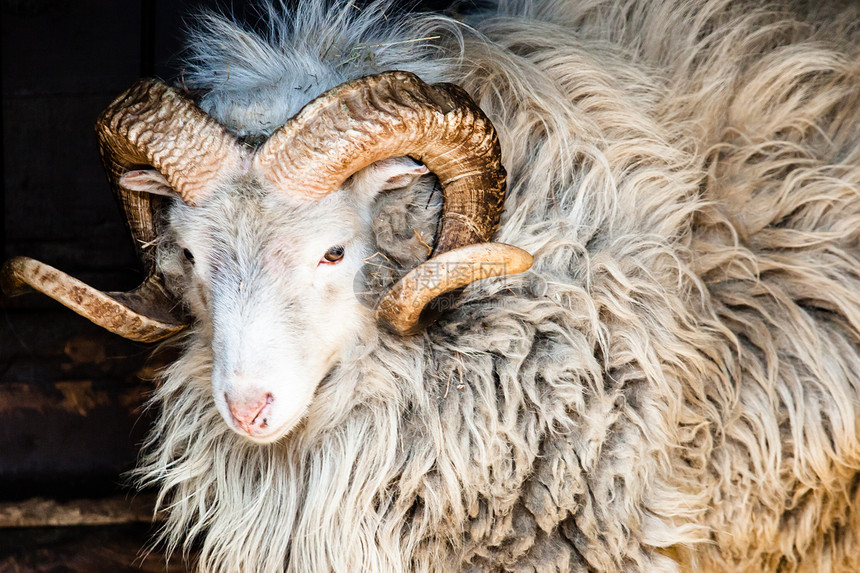达勒斯山羊大角绵羊野生动物山脉号角荒地喇叭国家荒野牛科动物图片