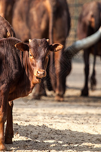 小牛和他的母亲婴儿家族乳牛动物风光家畜奶牛田园家庭牛铃背景图片
