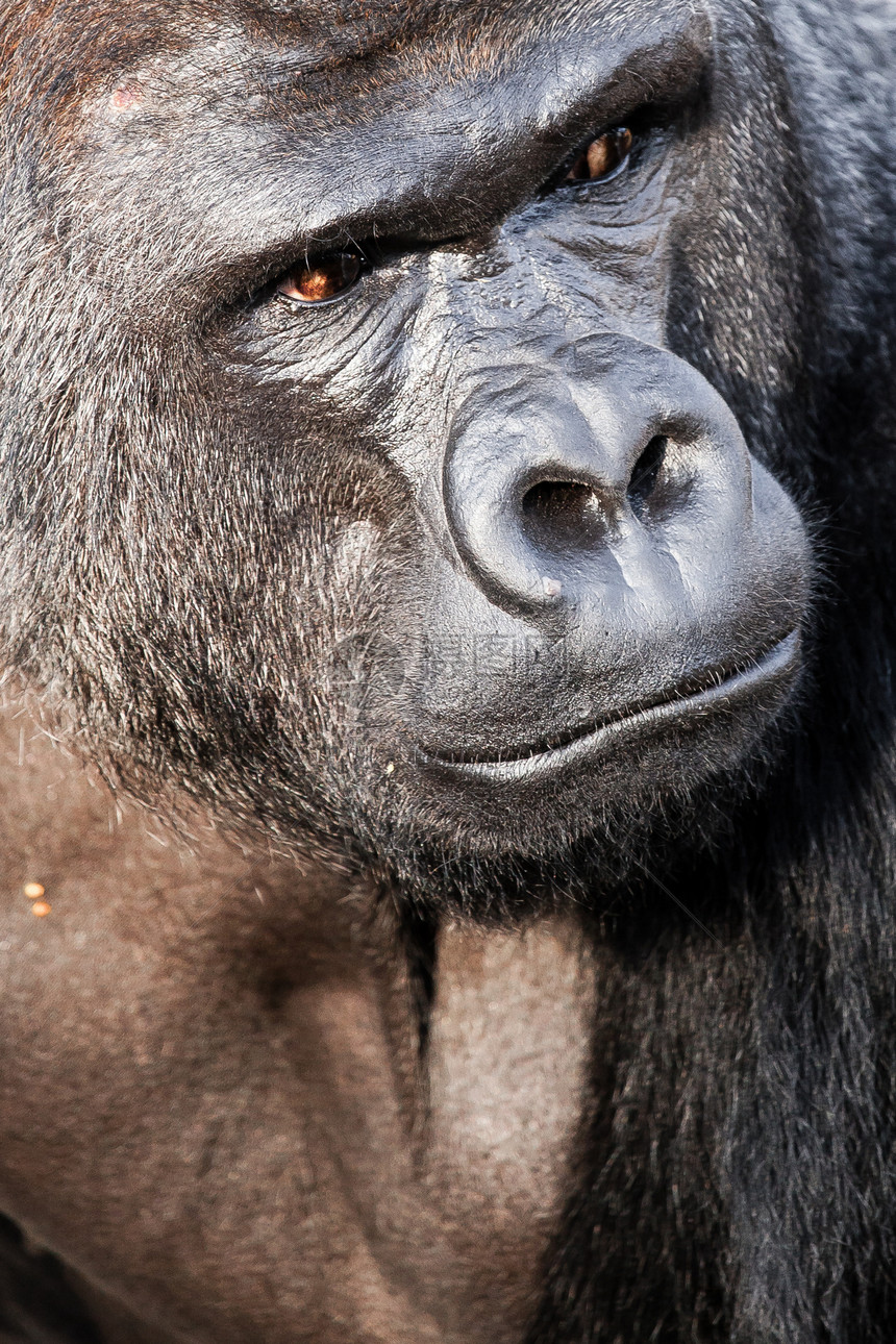 男性大猩猩脸部肖像鬼脸领导者强光眼睛森林银背毛皮头发鼻子嘴唇图片