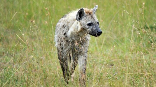 未开化坦桑尼亚国家公园的Hyena动物风景羚羊哺乳动物食肉鬣狗荒野野外动物保护区地点背景