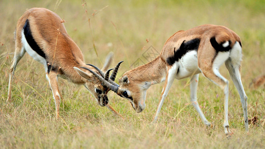 拉彭羚羊一只动物草原高清图片