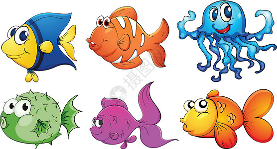 五种不同种类的海洋生物高清图片