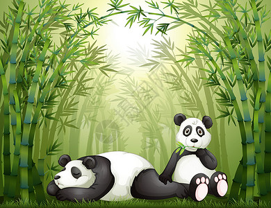 竹林里有两只熊猫腹部耳朵卡通片植物白色场景雨林眼睛森林杂草背景图片