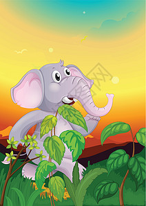 丛林大象大象在田野中行走设计图片