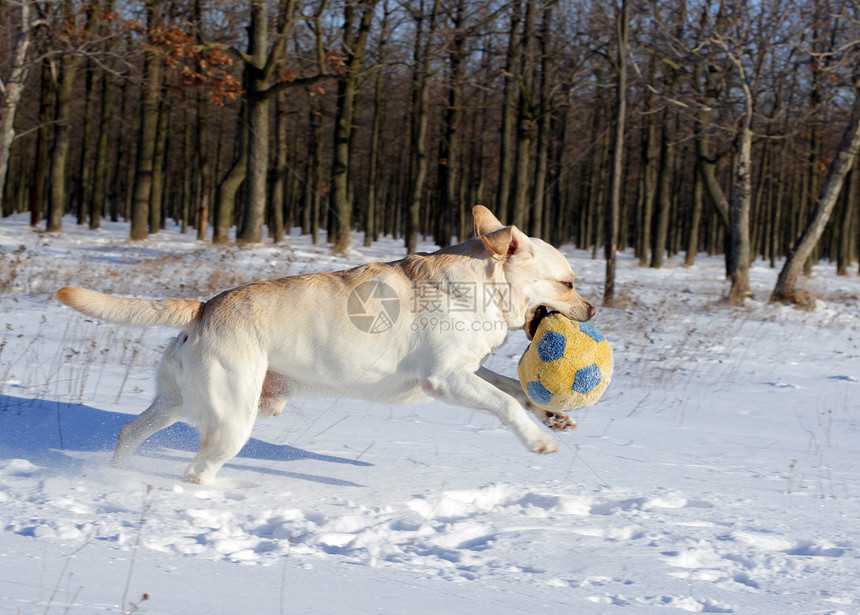 冬天的黄色拉布拉多 带着球奔跑跑步晴天森林幸福天空猎犬乐趣公园宠物白色图片