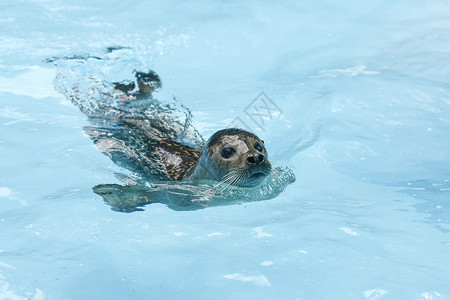 游泳动物海豹在水中游动背景