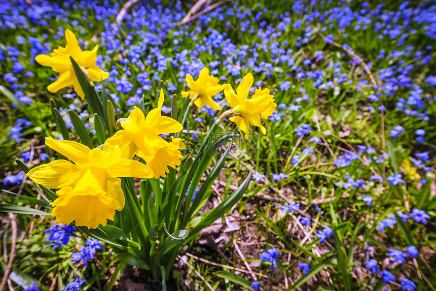 春春野花生长风景甲壳虫场地植物群蓝色地面森林荒野水仙花图片