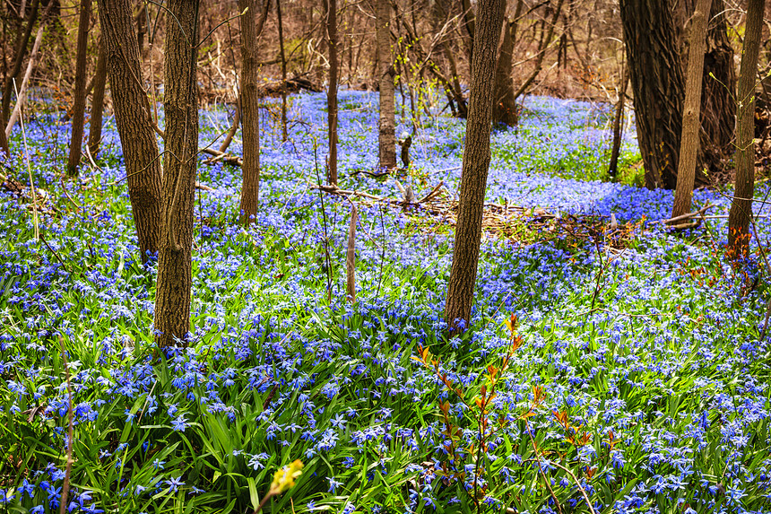 春草草地和蓝花朵蓬华风景植物树干荣耀植物群农村野花场地地面树木图片