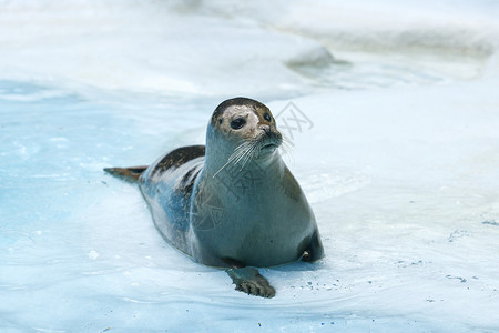 封闭在水中动物和宠物海豹皮高清图片