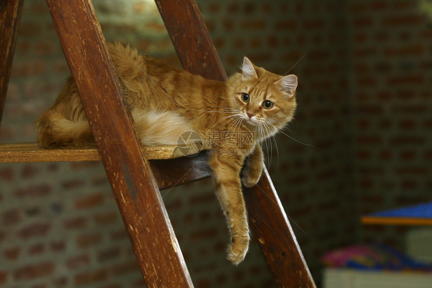 猫咪漂亮食肉眼睛宠物小猫短发哺乳动物晶须休息头发尾巴图片