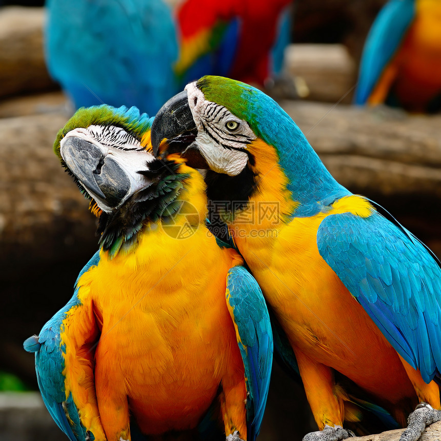 蓝色和金色Macaw宠物脊椎动物情调鸟舍异国翅膀生活羽毛黄色野生动物图片