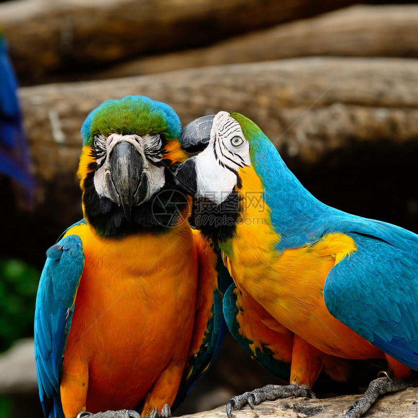 蓝色和金色Macaw黄色金刚鹦鹉宠物情调动物园翅膀动物群生活羽毛金子图片