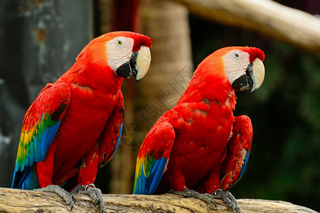 斯嘉丽马考情调宠物荒野红色动物群野生动物鹦鹉热带金刚鹦鹉生活背景图片