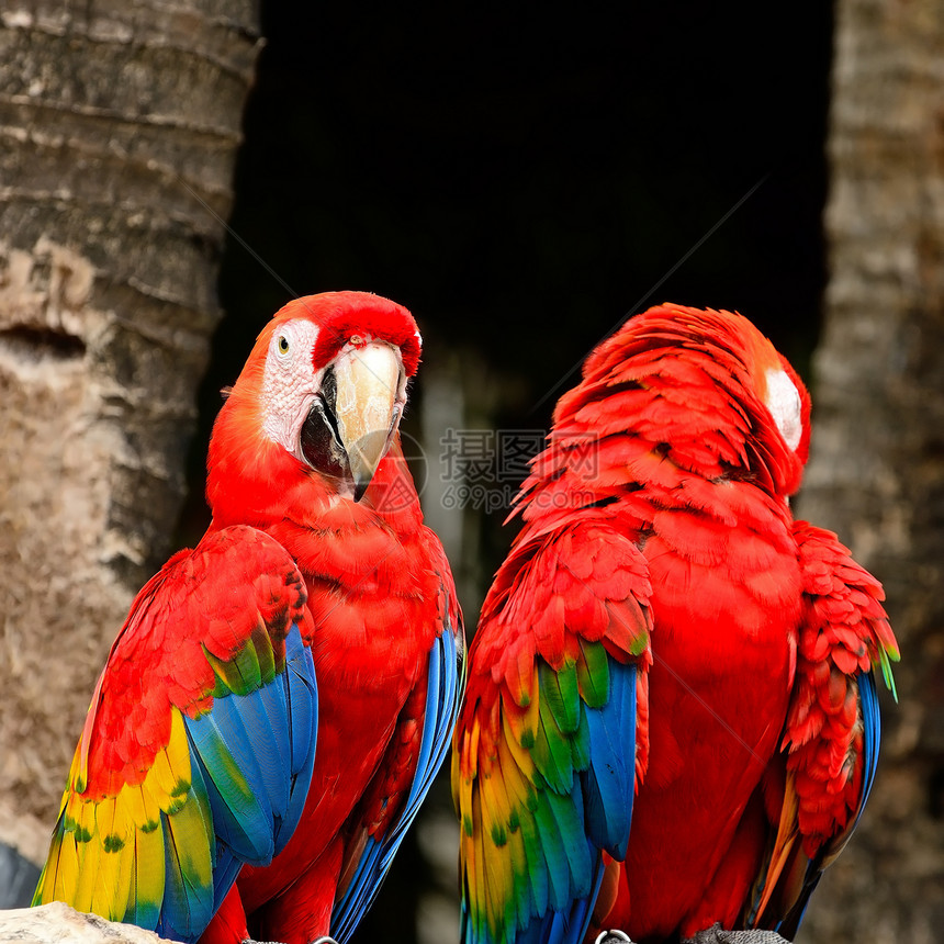 斯嘉丽马考羽毛情调脊椎动物荒野动物园异国眼睛宠物动物群鹦鹉图片