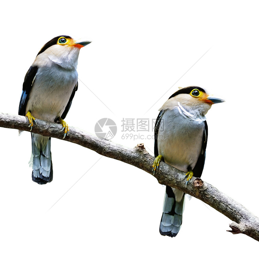 Broadbill银式荒野动物群树木公园银胸树桩野生动物后院花园嘴鸟图片