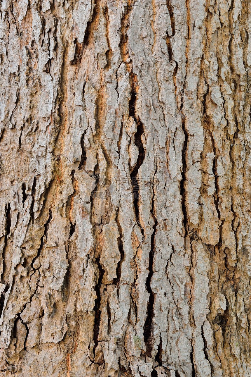 树皮粮食菌类木头橡木皮肤树桩森林苔藓衰变植物图片