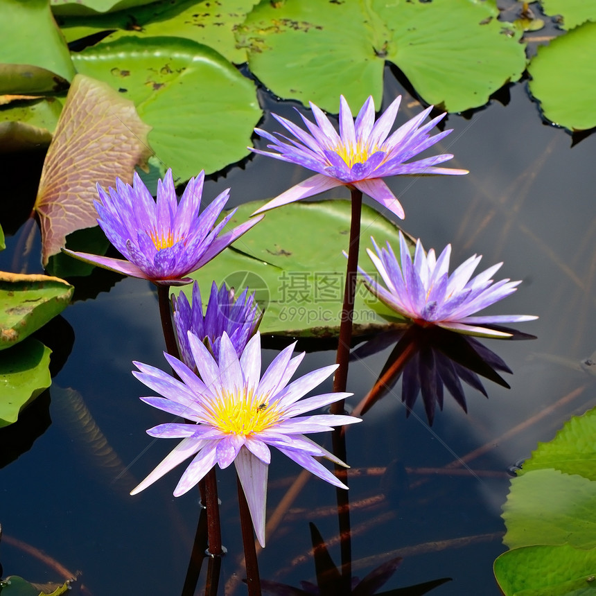 水下自来水森林花园温泉池塘花粉紫色热带叶子花瓣植物图片