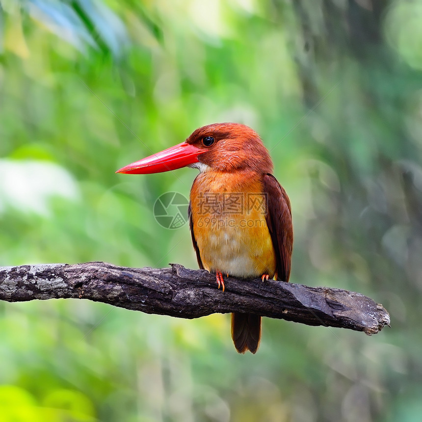 Kingfisher海王号森林翠鸟红色季节荒野野生动物鸟类图片