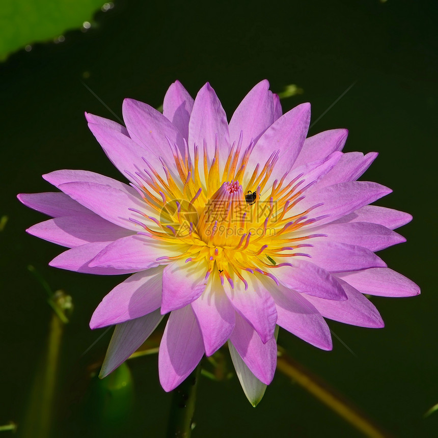 水下自来水荷花植物群花瓣紫色热带温泉森林食物植物美丽图片