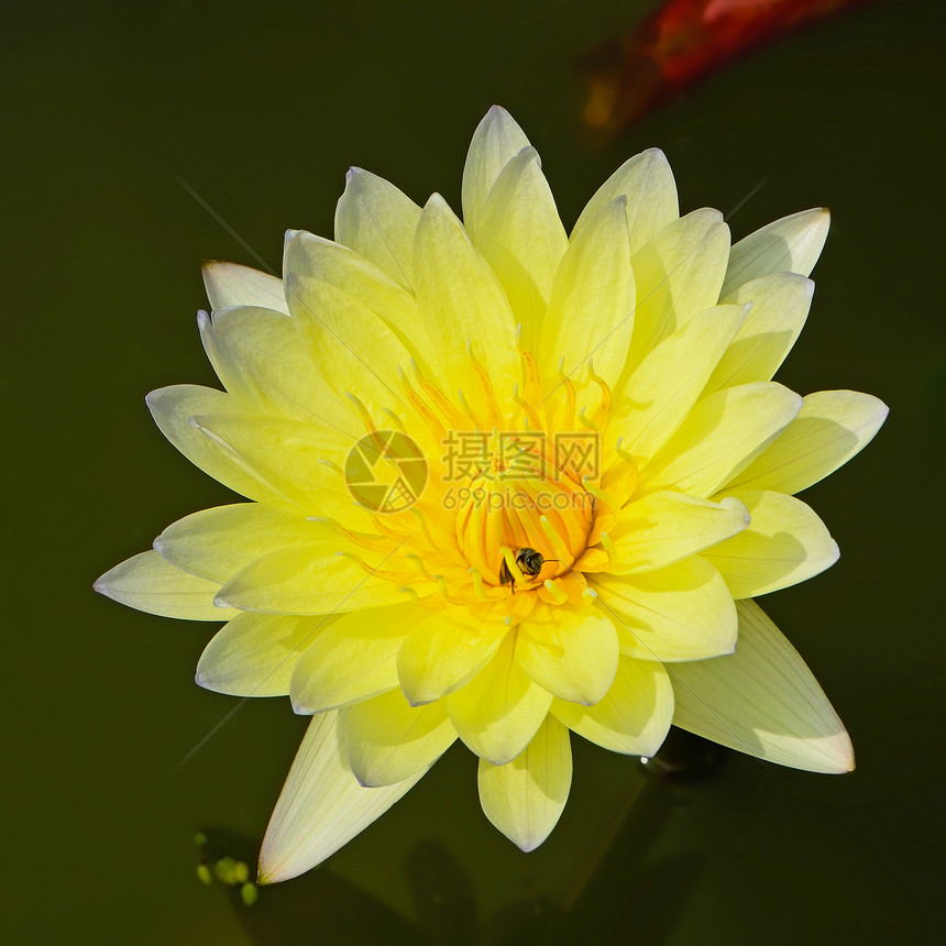 水下自来水叶子热带百合荷花食物池塘紫色植物群花瓣公园图片