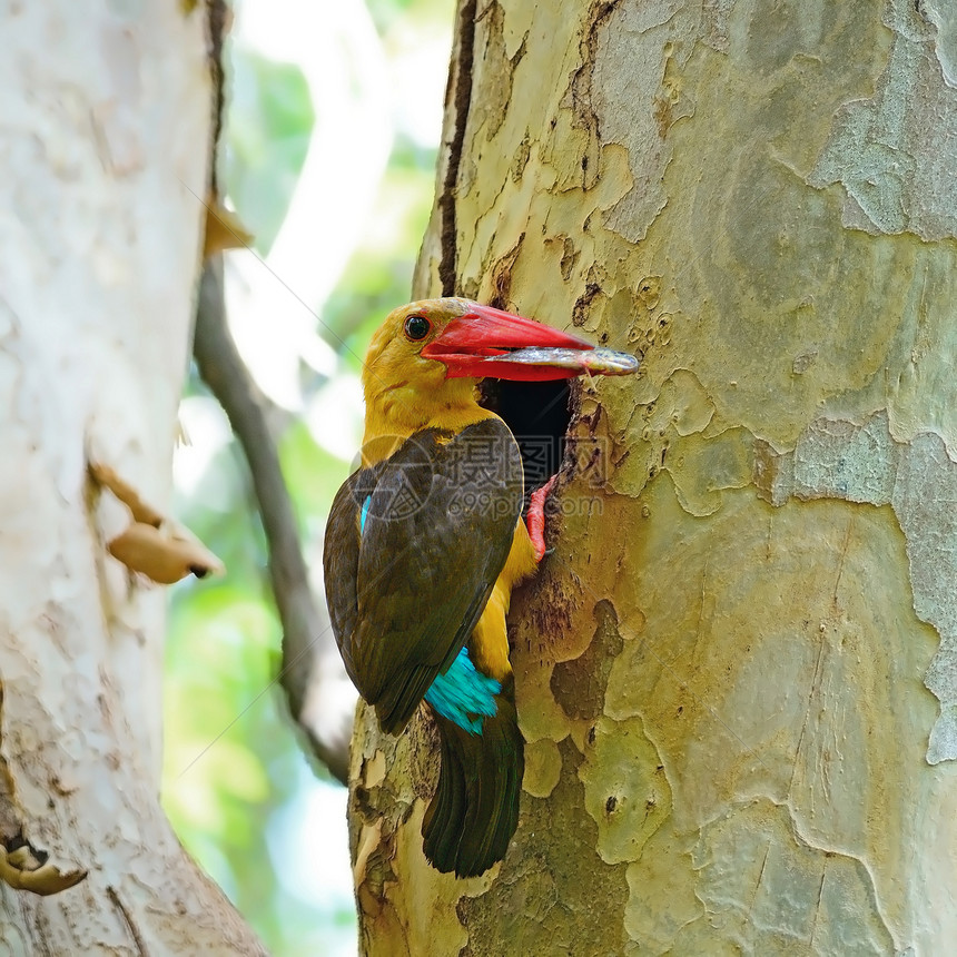 男性布朗翼捕鸟王红树林棕色森林野生动物鸟类棕翅翠鸟图片