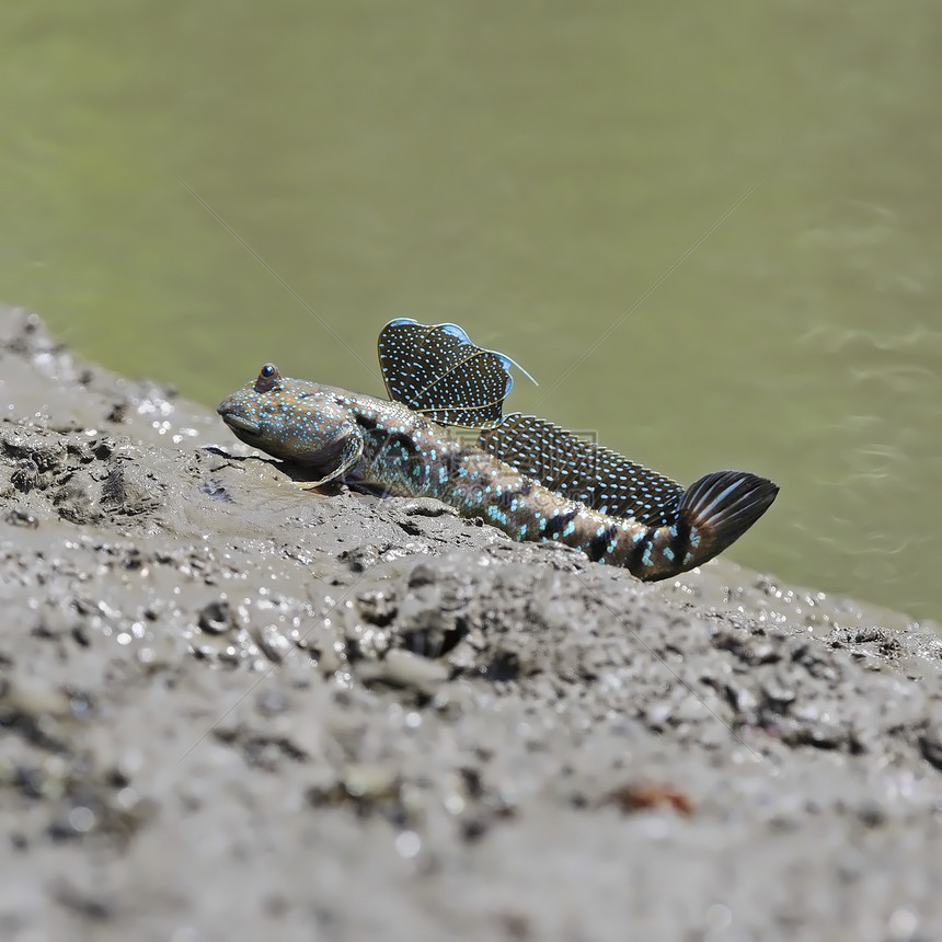穆德斯基pper动物泥滩洪水场斑点弹丸水生动物沼泽蓝色跳跃飞行图片