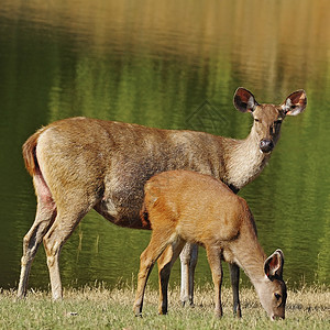 湖边的鹿鹿丛林森林池塘叶子荒野野生动物麂子热带喇叭绿色背景