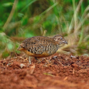 德奎尔万泰国的鸟干草原高清图片