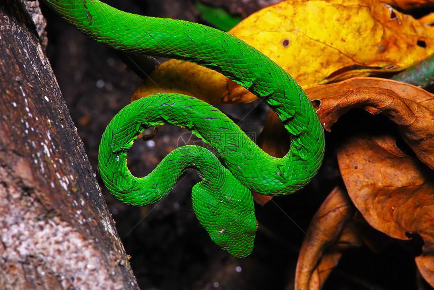绿色坑毒蛇棕色荒野罢工野生动物热带爬虫睫毛动物生物图片