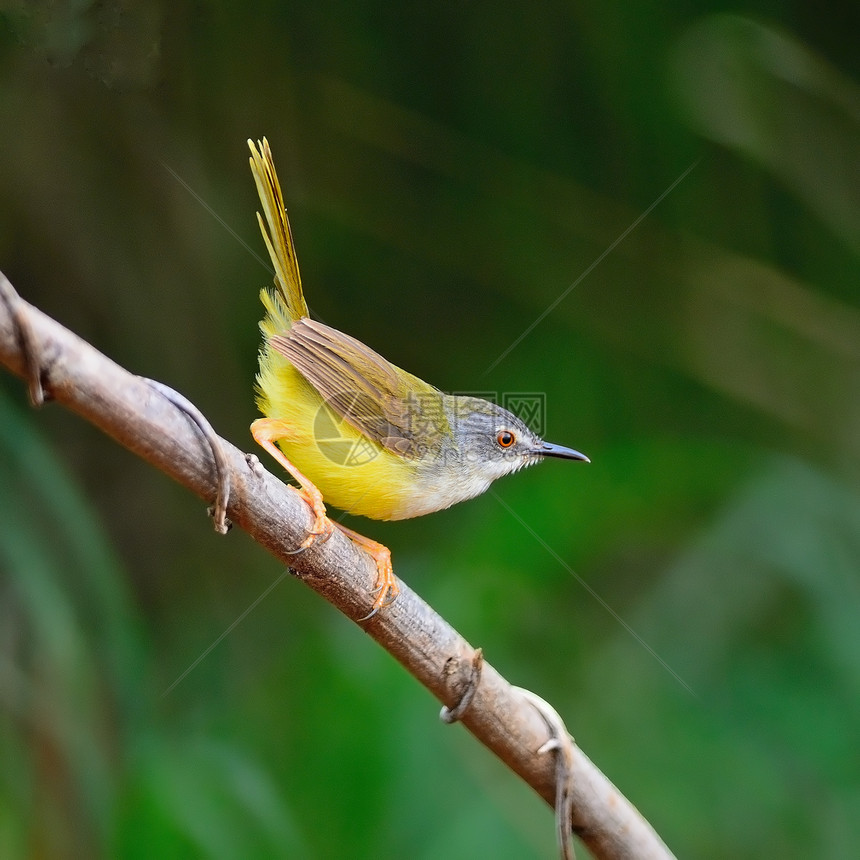 黄环黄色本金Name热带丛林森林公园尾巴鸟类野生动物休息花斑计费图片