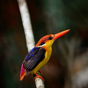 黑背的捕鸟王橙子红色运河溪流手指蓝色黑色颜色粉色图像背景图片