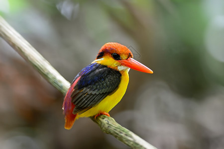 常绿林黑背的捕鸟王运河溪流粉色野生动物体积手指蓝色红票颜色鸟类背景