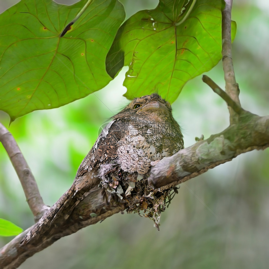 布莱斯弗罗格茅斯青蛙阳光休息羽毛翅膀动物群尾巴脊柱热带动物图片