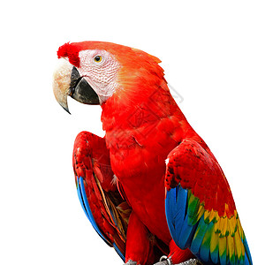 斯嘉丽马考翅膀鹦鹉动物群羽毛野生动物脊椎动物鸟舍荒野异国热带背景图片