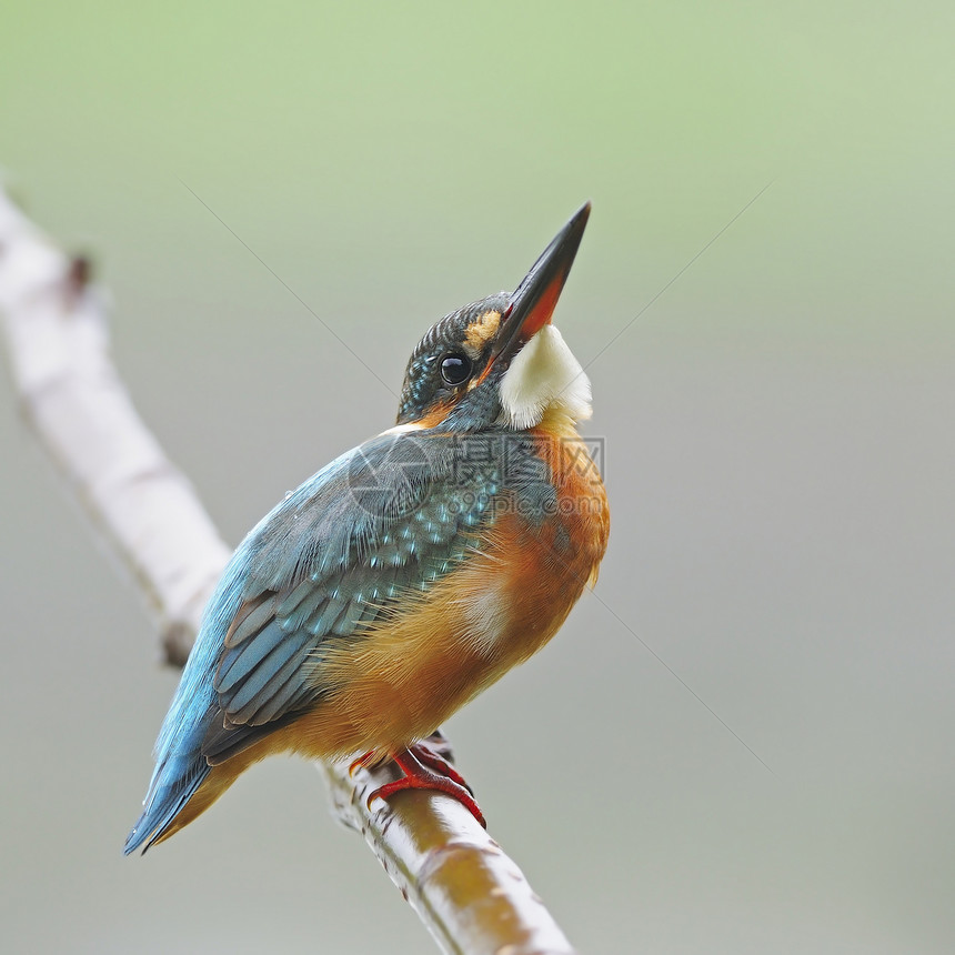 共同捕王者翠鸟生物学荒野野生动物翅膀生态钓鱼环境异国鸟类图片