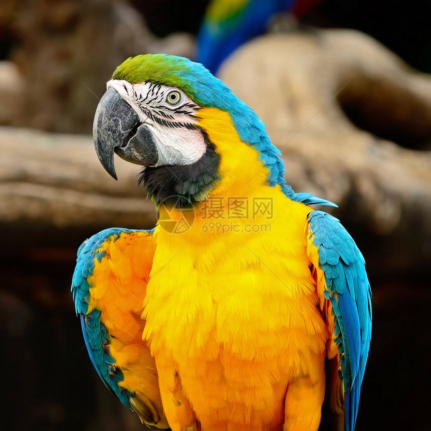 蓝色和金色Macaw情调野生动物金刚鹦鹉动物园异国荒野翅膀黄色脊椎动物羽毛图片