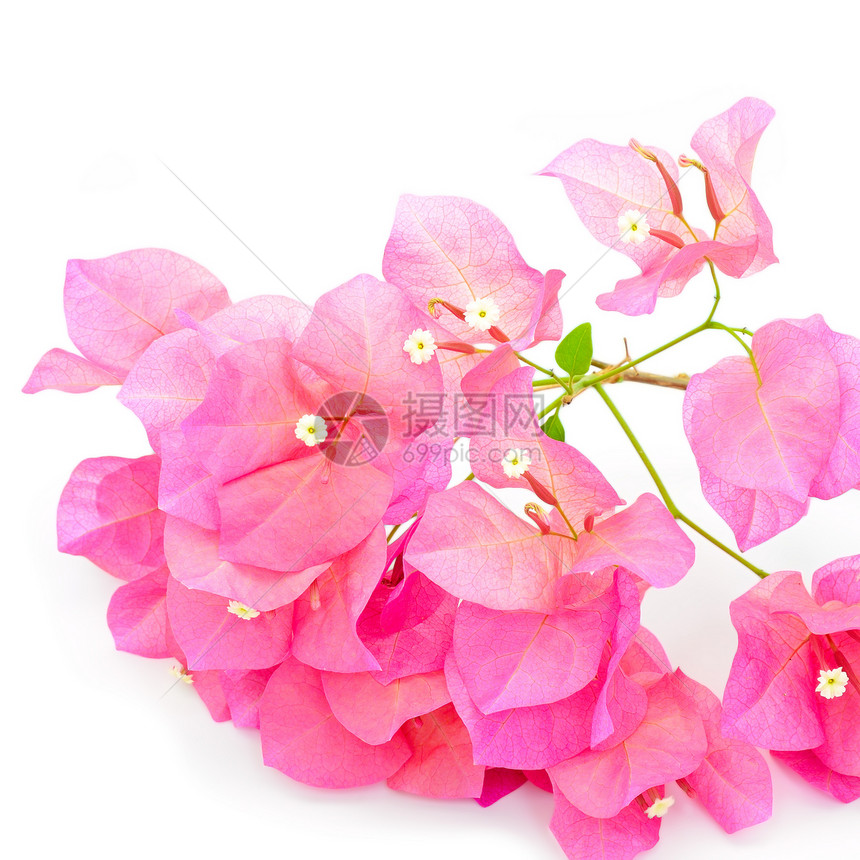 哥伦比亚花束纸花紫色红色风格粉色装饰花瓣树叶植物群图片