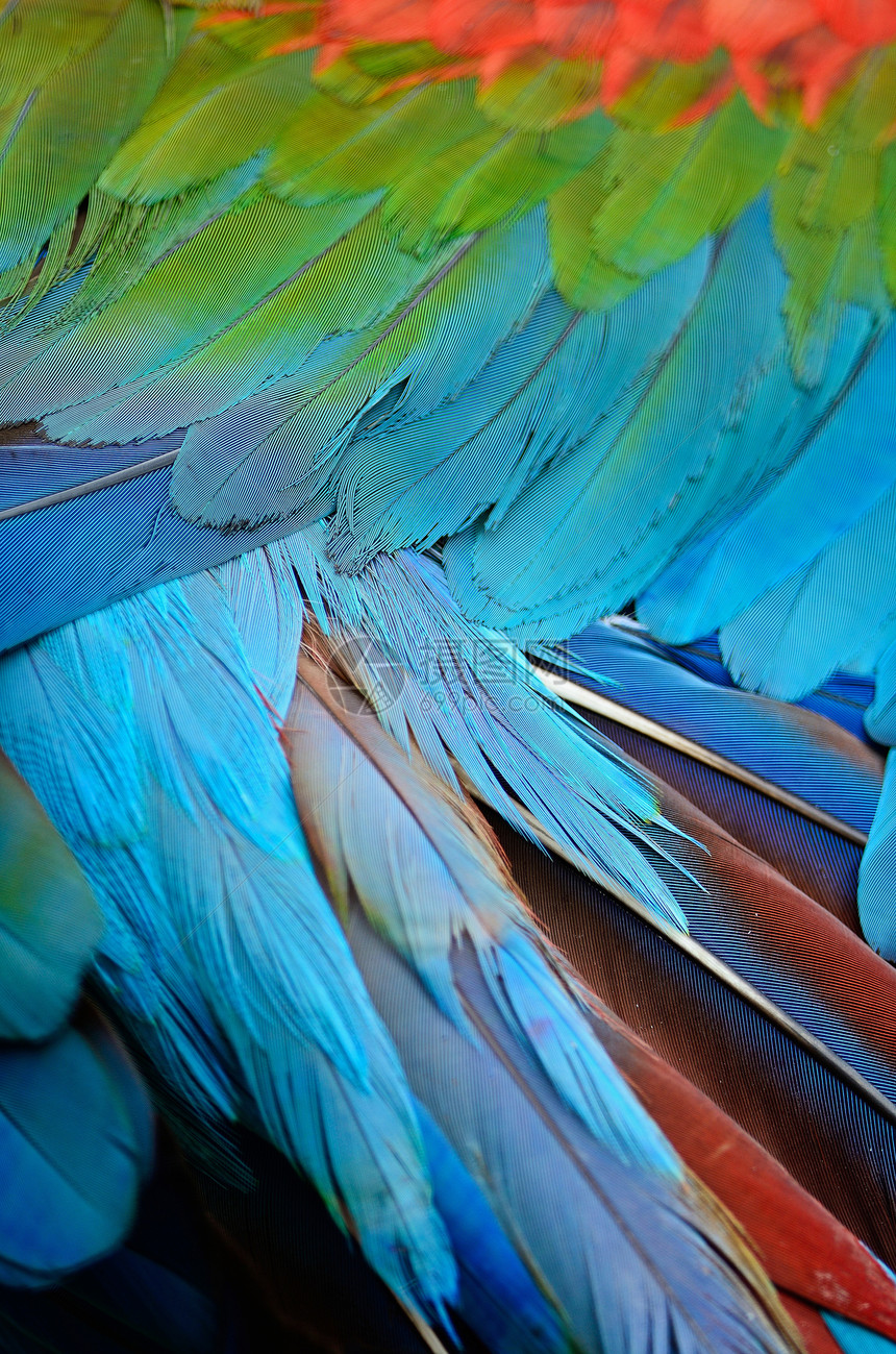 羽羽毛宠物金刚鹦鹉蓝色金子热带情调荒野丛林彩虹翅膀图片