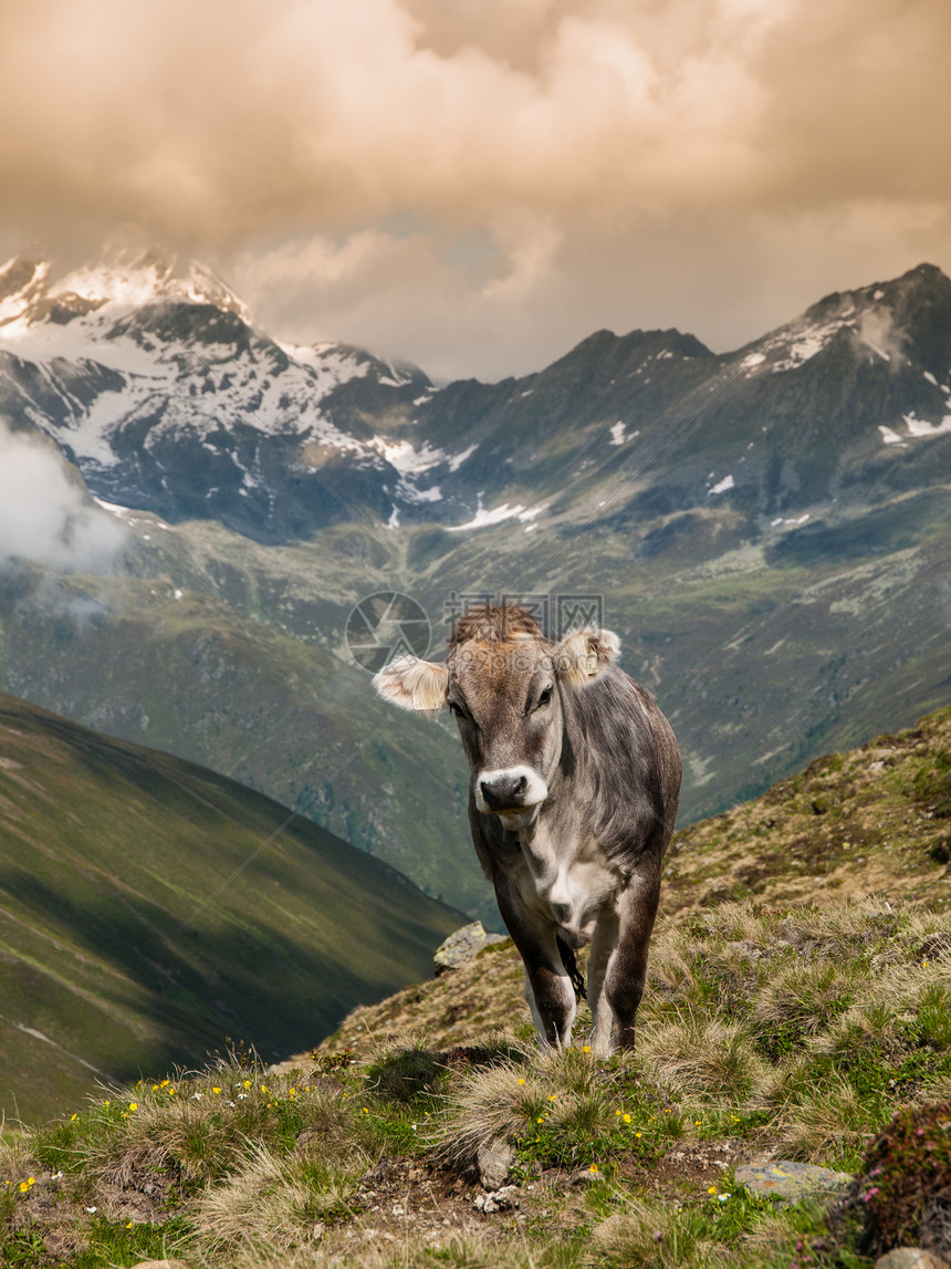 Sellrein地区的阿尔卑斯山牛爬坡冰川奶牛巧克力奶制品天空牧场高山家畜戏剧性图片