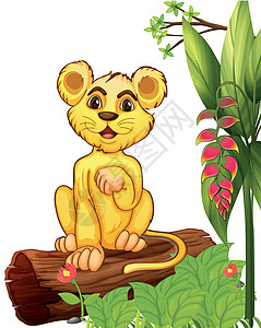 树干枯树干植物一只小老虎坐在木头里设计图片
