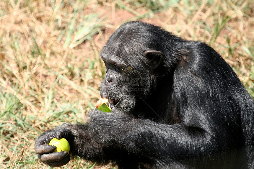 野外黑猩猩动物宠物野外动物野生动物物种科学雄性雨林人科医学图片