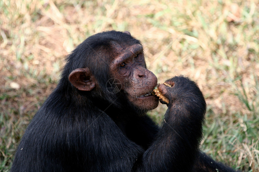 野外黑猩猩哺乳动物科学宠物医学雄性野外动物动物濒危野生动物雨林图片
